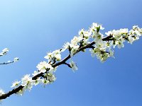 11 Cerisiers en fleurs dans l&#39;Ortenau Mösbach 10 04 2016 85